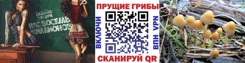 купить наркоту  МЕГА зеркало  Псилоцибиновые грибы мицелий  Порхов 